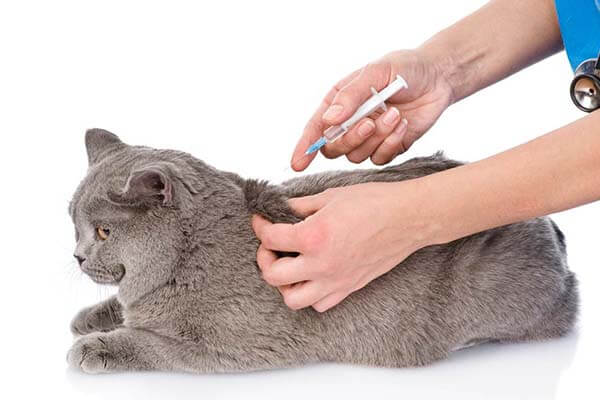 вакцинация животных